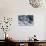 Raccoon 2-Gordon Semmens-Photographic Print displayed on a wall