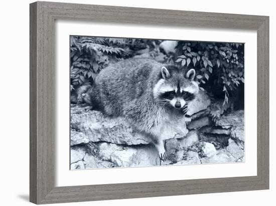 Raccoon 2-Gordon Semmens-Framed Photographic Print