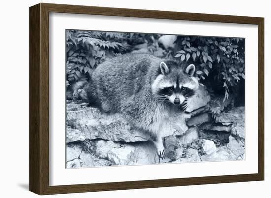 Raccoon 2-Gordon Semmens-Framed Photographic Print