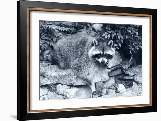 Raccoon 2-Gordon Semmens-Framed Photographic Print