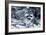 Raccoon 2-Gordon Semmens-Framed Photographic Print