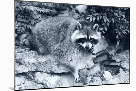Raccoon 2-Gordon Semmens-Mounted Photographic Print