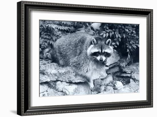 Raccoon 2-Gordon Semmens-Framed Photographic Print