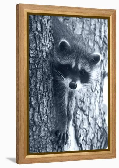 Raccoon 3-Gordon Semmens-Framed Premier Image Canvas