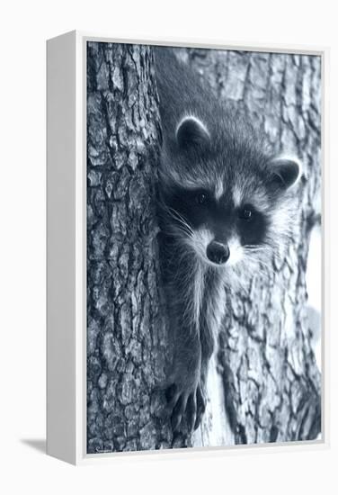 Raccoon 3-Gordon Semmens-Framed Premier Image Canvas