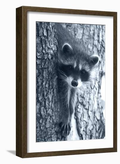 Raccoon 3-Gordon Semmens-Framed Photographic Print