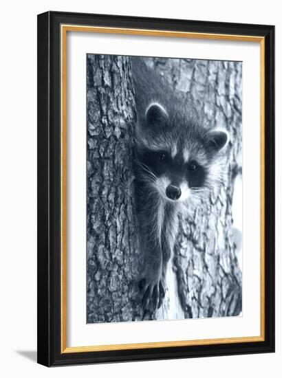 Raccoon 3-Gordon Semmens-Framed Photographic Print