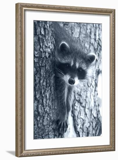 Raccoon 3-Gordon Semmens-Framed Photographic Print