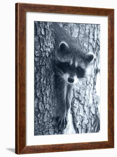 Raccoon 3-Gordon Semmens-Framed Photographic Print