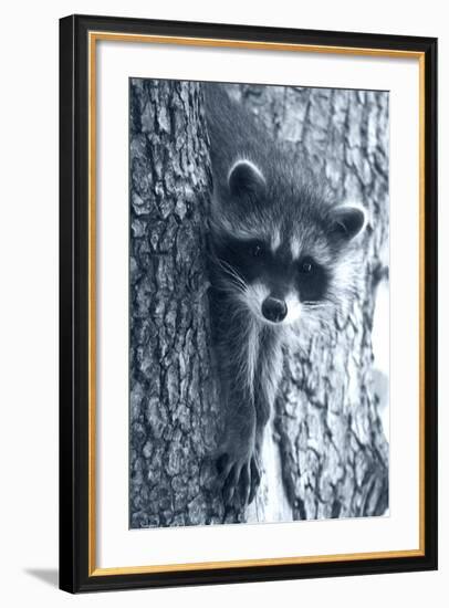 Raccoon 3-Gordon Semmens-Framed Photographic Print