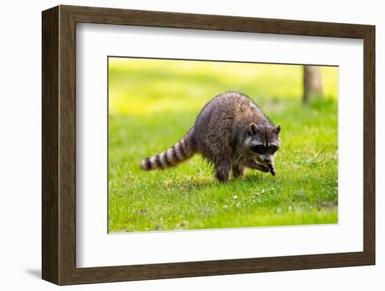 Raccoon at Stanley Park, Vancouver, British Columbia-Ivan_Yim-Framed Photographic Print