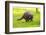 Raccoon at Stanley Park, Vancouver, British Columbia-Ivan_Yim-Framed Photographic Print