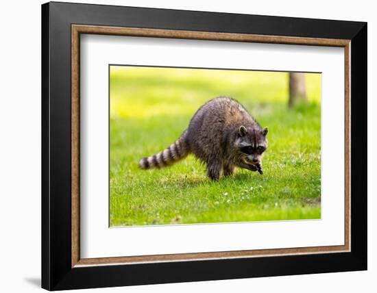 Raccoon at Stanley Park, Vancouver, British Columbia-Ivan_Yim-Framed Photographic Print