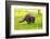 Raccoon at Stanley Park, Vancouver, British Columbia-Ivan_Yim-Framed Photographic Print