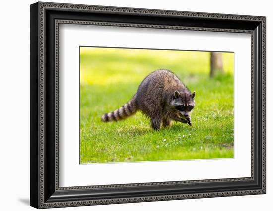 Raccoon at Stanley Park, Vancouver, British Columbia-Ivan_Yim-Framed Photographic Print
