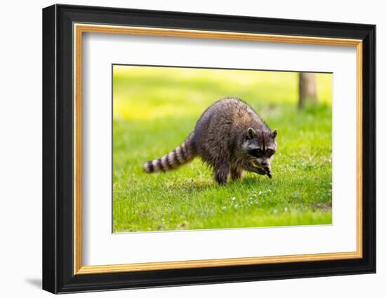 Raccoon at Stanley Park, Vancouver, British Columbia-Ivan_Yim-Framed Photographic Print