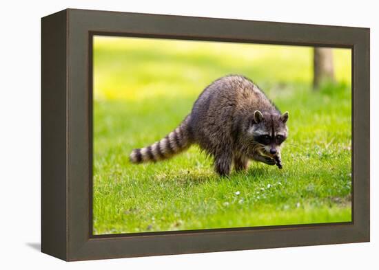 Raccoon at Stanley Park, Vancouver, British Columbia-Ivan_Yim-Framed Premier Image Canvas