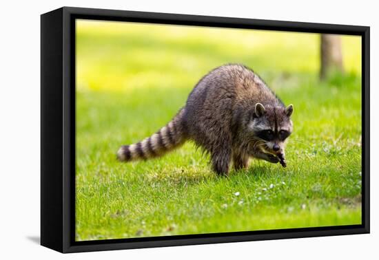 Raccoon at Stanley Park, Vancouver, British Columbia-Ivan_Yim-Framed Premier Image Canvas