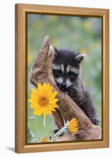Raccoon Baby-null-Framed Premier Image Canvas