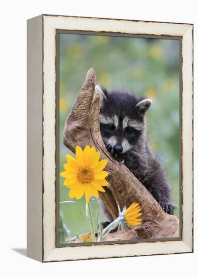 Raccoon Baby-null-Framed Premier Image Canvas