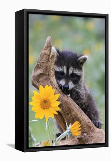 Raccoon Baby-null-Framed Premier Image Canvas