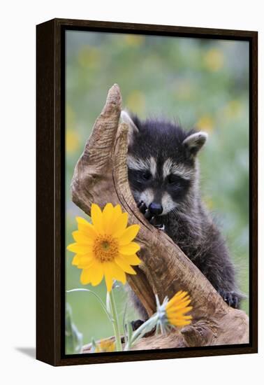 Raccoon Baby-null-Framed Premier Image Canvas