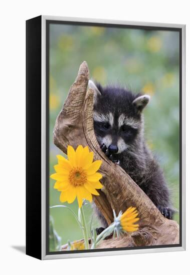 Raccoon Baby-null-Framed Premier Image Canvas