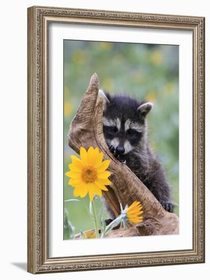Raccoon Baby-null-Framed Photographic Print