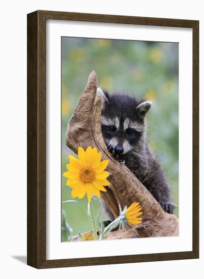 Raccoon Baby-null-Framed Photographic Print