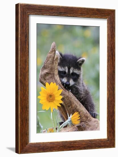 Raccoon Baby-null-Framed Photographic Print