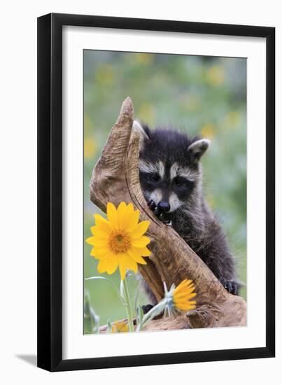 Raccoon Baby-null-Framed Photographic Print