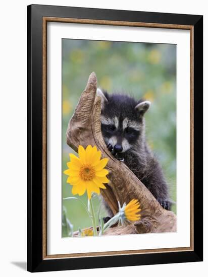 Raccoon Baby-null-Framed Photographic Print