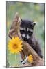 Raccoon Baby-null-Mounted Photographic Print