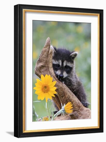 Raccoon Baby-null-Framed Photographic Print