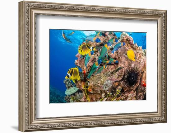 Raccoon butterflyfish, Saddle wrasse and Sea urchin on reef-David Fleetham-Framed Photographic Print