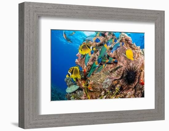 Raccoon butterflyfish, Saddle wrasse and Sea urchin on reef-David Fleetham-Framed Photographic Print