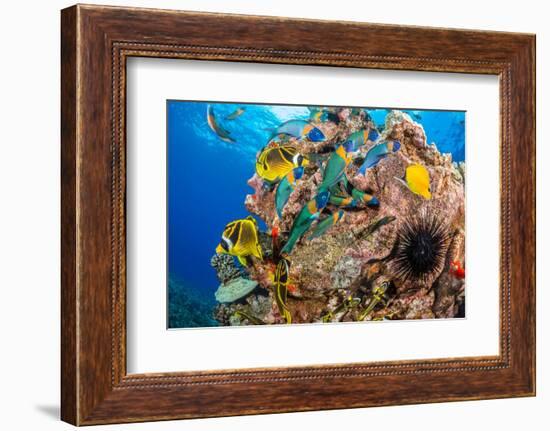 Raccoon butterflyfish, Saddle wrasse and Sea urchin on reef-David Fleetham-Framed Photographic Print