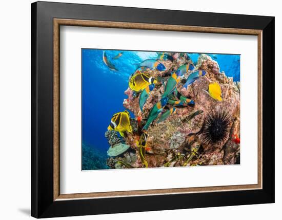 Raccoon butterflyfish, Saddle wrasse and Sea urchin on reef-David Fleetham-Framed Photographic Print