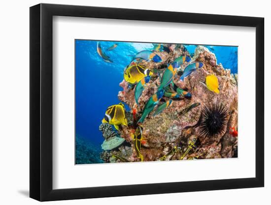 Raccoon butterflyfish, Saddle wrasse and Sea urchin on reef-David Fleetham-Framed Photographic Print