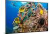 Raccoon butterflyfish, Saddle wrasse and Sea urchin on reef-David Fleetham-Mounted Photographic Print