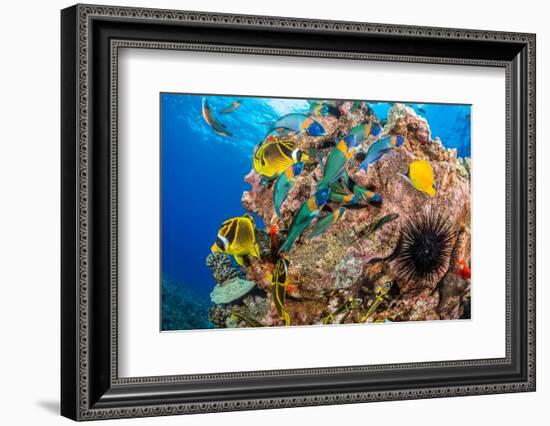 Raccoon butterflyfish, Saddle wrasse and Sea urchin on reef-David Fleetham-Framed Photographic Print