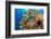 Raccoon butterflyfish, Saddle wrasse and Sea urchin on reef-David Fleetham-Framed Photographic Print