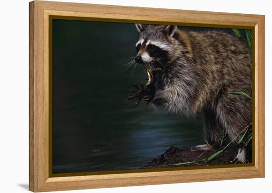 Raccoon Eating a Leopard Frog-W. Perry Conway-Framed Premier Image Canvas