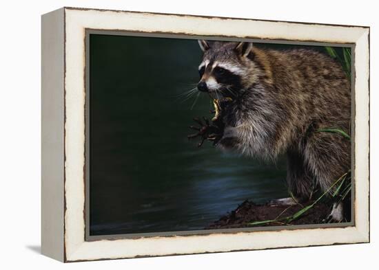 Raccoon Eating a Leopard Frog-W. Perry Conway-Framed Premier Image Canvas