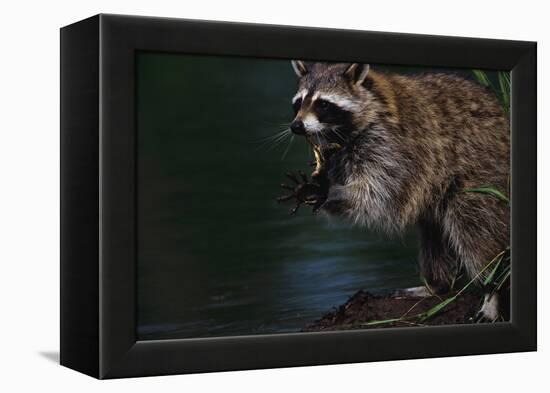Raccoon Eating a Leopard Frog-W. Perry Conway-Framed Premier Image Canvas