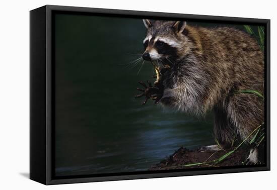 Raccoon Eating a Leopard Frog-W. Perry Conway-Framed Premier Image Canvas