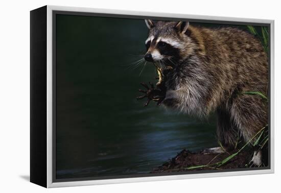 Raccoon Eating a Leopard Frog-W. Perry Conway-Framed Premier Image Canvas