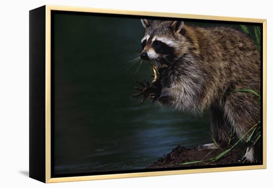 Raccoon Eating a Leopard Frog-W. Perry Conway-Framed Premier Image Canvas