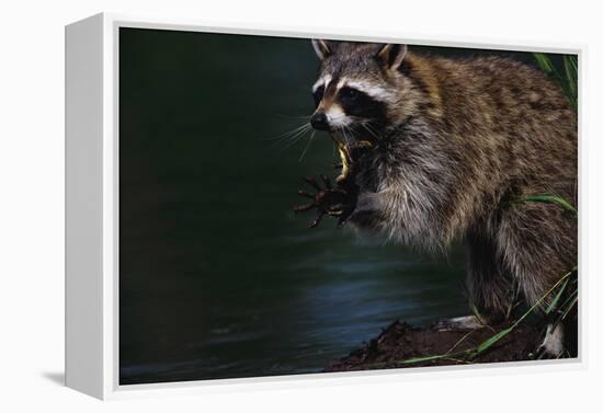 Raccoon Eating a Leopard Frog-W. Perry Conway-Framed Premier Image Canvas