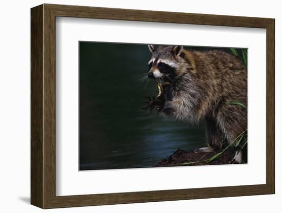 Raccoon Eating a Leopard Frog-W. Perry Conway-Framed Photographic Print